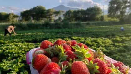 吉木萨尔县草莓合作社社长汤林文:让“心果”惠及更多农户