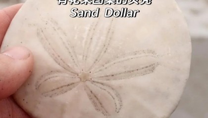 沙币(沙币怎么读)