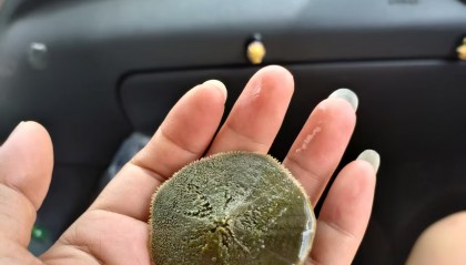 沙币(沙币可以吃吗)