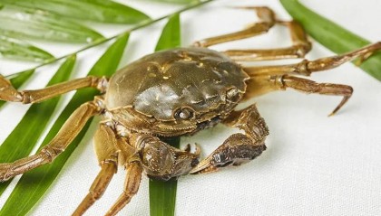 优久方案丨“优草灵”助力水草返青，达到“碰头”状态！