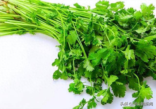 香菜成焦点！专家研究：经常吃香菜的人，用不了多久，或有5变化