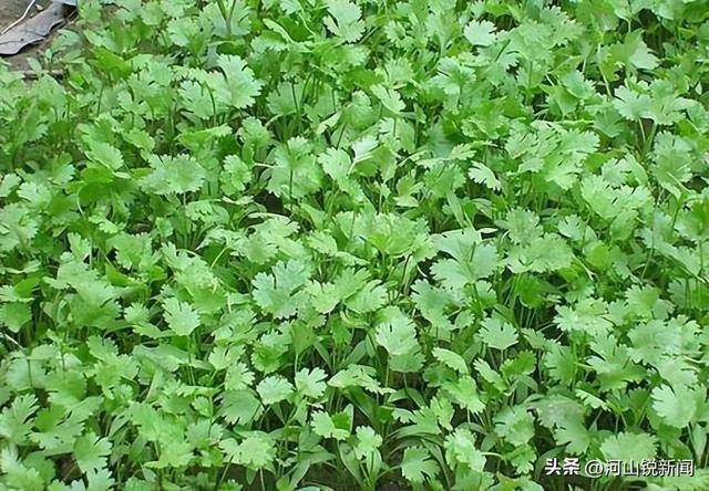 香菜成焦点！专家研究：经常吃香菜的人，用不了多久，或有5变化
