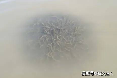 优久方案丨“优草灵”助力水草返青，达到“碰头”状态！
