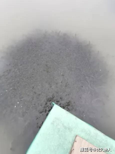优久方案丨“优草灵”助力水草返青，达到“碰头”状态！