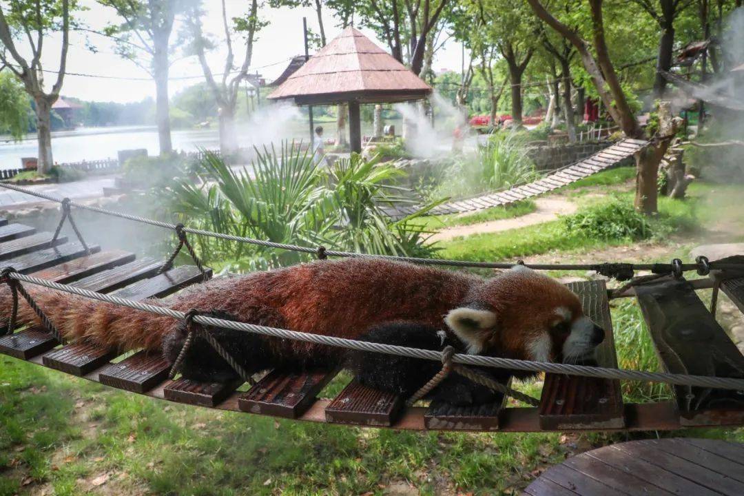 夏天，还得是水雾SPA！