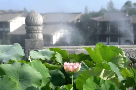 大足：石刻景区水雾荷香 清凉浪漫度夏日