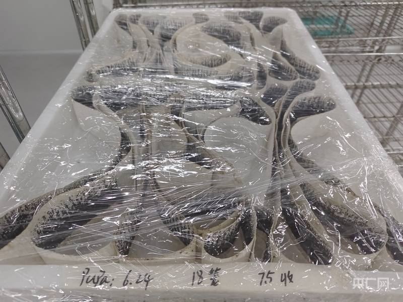 “以蚊治蚊”战基孔肯雅热 记者探访广州“蚊子工厂”