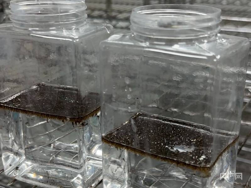 “以蚊治蚊”战基孔肯雅热 记者探访广州“蚊子工厂”