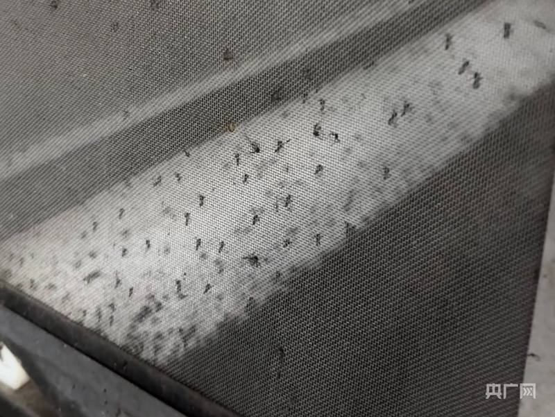 “以蚊治蚊”战基孔肯雅热 记者探访广州“蚊子工厂”