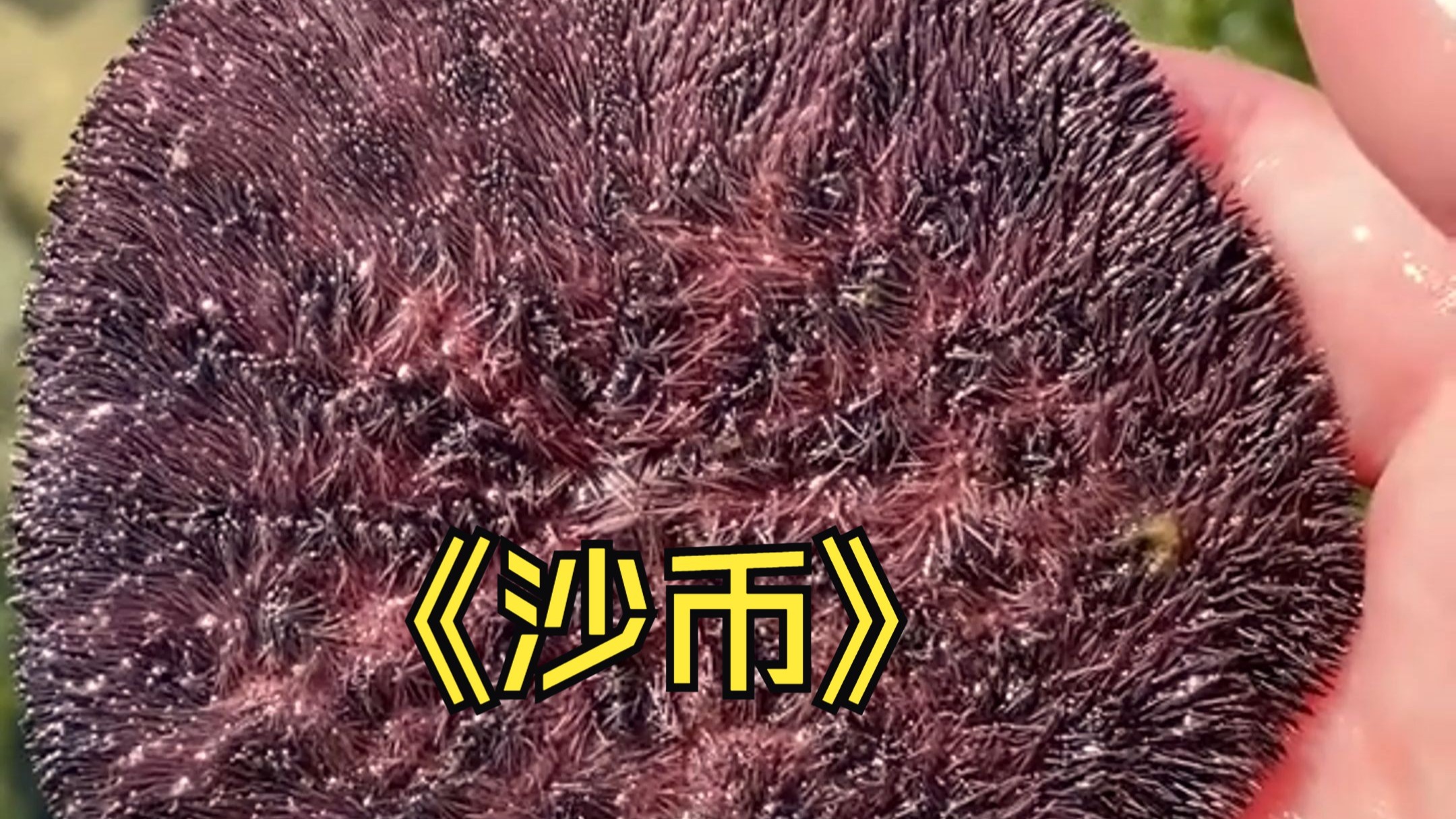 沙币(沙币头像)