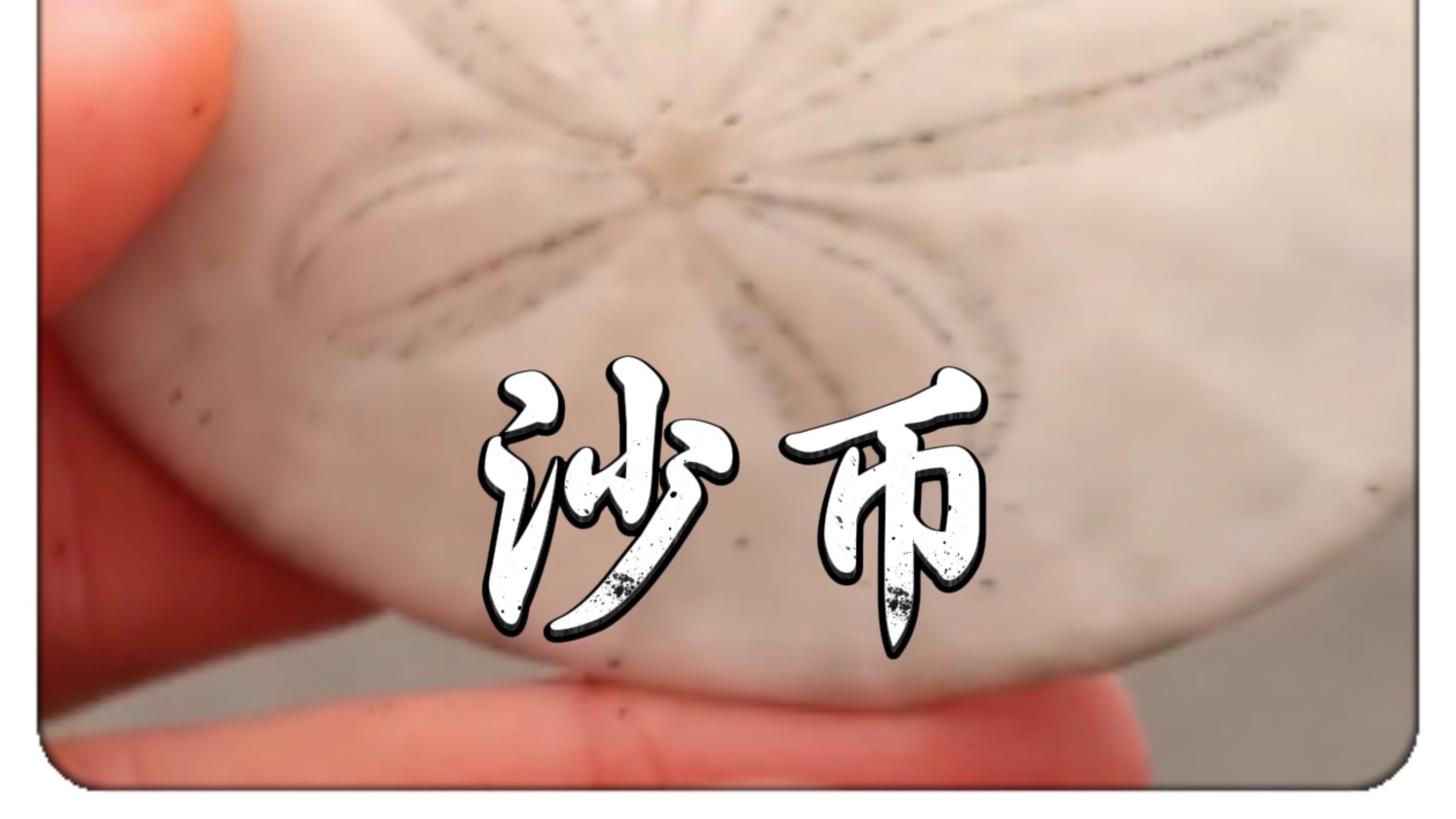 沙币(沙币头像)