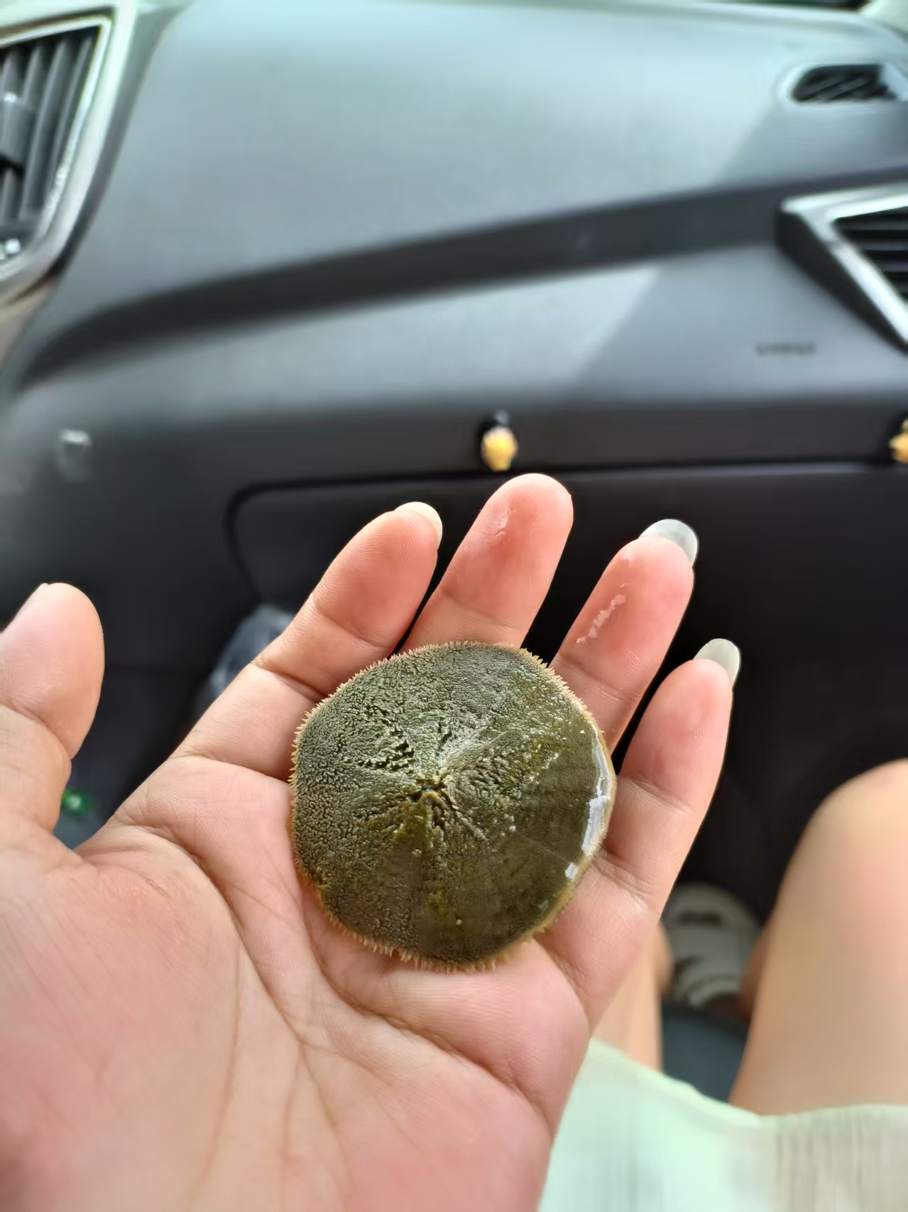 沙币(沙币可以吃吗)